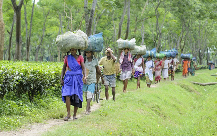 Tea Garden Workers