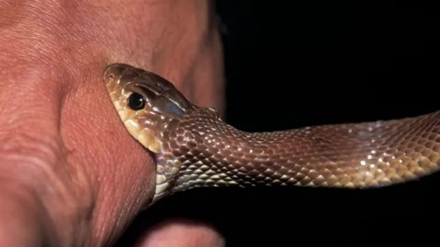 Snake bites