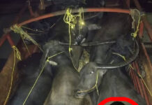 Kingpin of Cross-Border Cattle Smuggling Racket Arrested in Kamrup