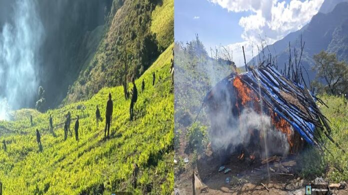 Manipur: 53 acres of illegal poppy destroyed in major operation in Kangpokpi Reserve Forest