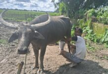 Assam Farmer Jitul Buragohain Wins National Award for Conserving Luit Buffalo