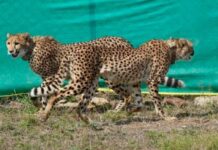 Nine Cheetahs from Botswana Reach Kuno, India’s Total Under Reintroduction Programme Rises to 48