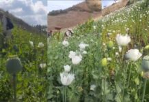Manipur: Security Forces Destroy 180 Acres of Illegal Poppy, Seize Opium in Anti-Narcotics Drive