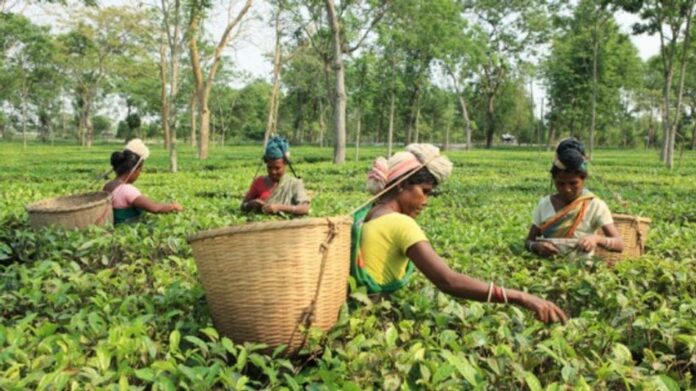Assam CM Announces Rs 30 Hike in Daily Wages for Tea Garden Workers
