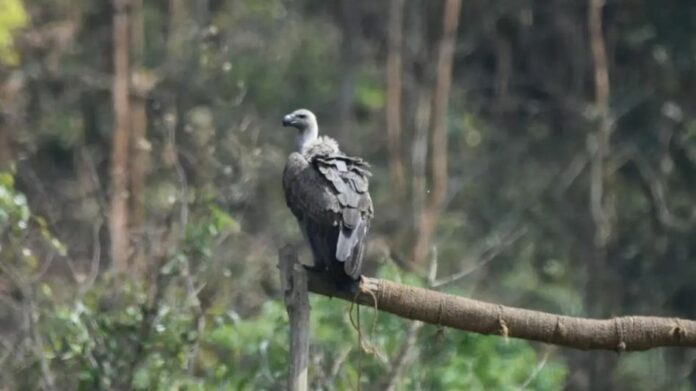 Assam Releases First Captive-Bred White-Rumped Vultures into Wild at Rani