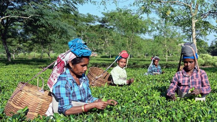 Assam Assembly Elections: Tea Garden Workers Emerge as Key Voter Bloc Amid Wage and Livelihood Concerns