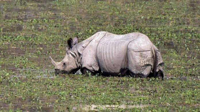 Kaziranga Sees Strong Tourist Footfall Ahead of Assam Polls, Safaris Run Uninterrupted