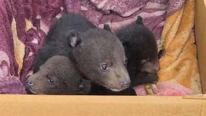 Three Bear Cubs Rescued in Assam’s West Karbi Anglong After Being Found Alone in Forest