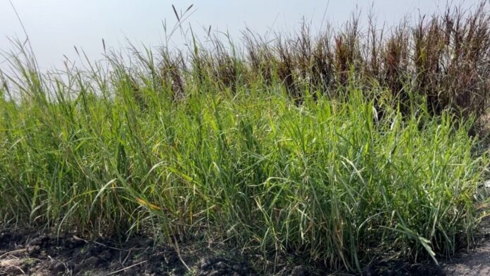 Manipur Farmer Promotes Napier Grass Cultivation, Reducing Dependence on Imported Livestock Feed