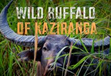 Kaziranga to translocate wild buffaloes to Kanha in phased conservation drive