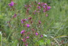 New Plant Species Discovered in Assam Named After Singer Zubeen Garg