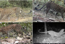 Study Finds 34 Leopards in Guwahati, Estimates Population at 55