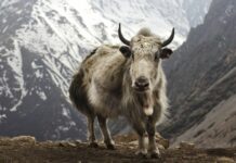 Yak Reintroduction Programme Launched in Mechuka to Boost Tribal Livelihoods Yak Reintroduction Programme Launched in Mechuka to Boost Tribal Livelihoods