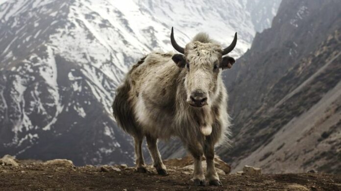 Yak Reintroduction Programme Launched in Mechuka to Boost Tribal Livelihoods