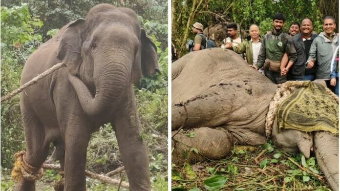 Pema Khandu Praises Coordinated Operation to Capture Rogue Elephants in Arunachal Pradesh