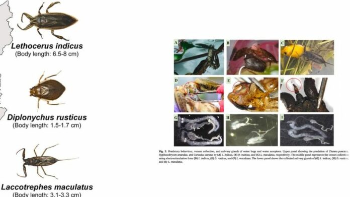 Study Flags Venomous Aquatic Insects in Nagaland, Experts Warn of Possible Risk in Assam