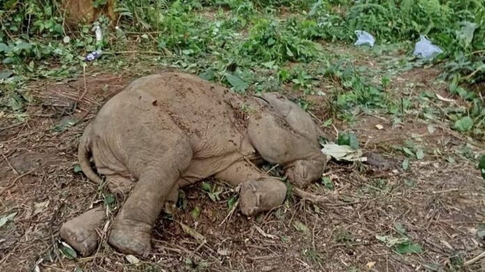 Study Questions Effectiveness of Anti-Depredation Squads in Assam as Elephant Deaths Rise