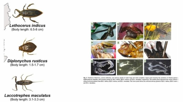 Rare aquatic insect bites raise concern in Upper Assam, hospital reports