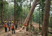 HC Halts Tree Felling at Aizawl’s Lammual Site Pending Hearing HC Halts Tree Felling at Aizawl’s Lammual Site Pending Hearing