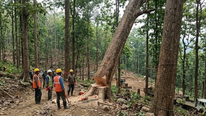 HC Halts Tree Felling at Aizawl’s Lammual Site Pending Hearing