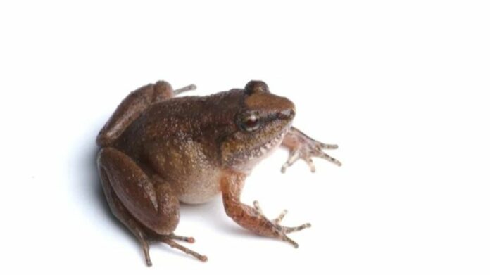 New ‘Fanged Frog’ Species Discovered in Namdapha Tiger Reserve