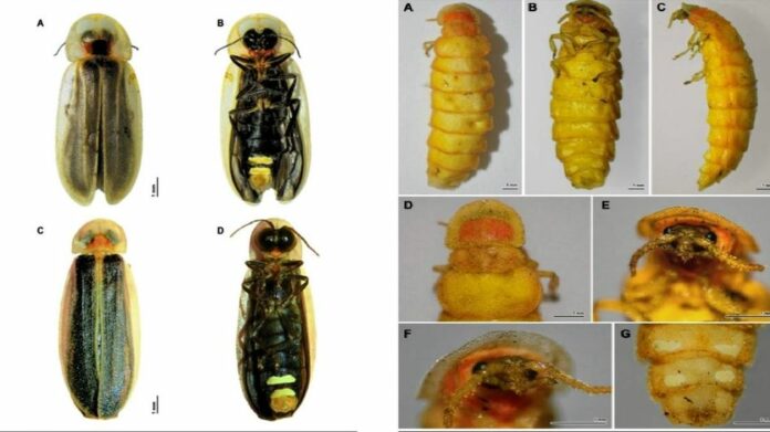 Two New Firefly Species Discovered in Meghalaya After Century-Long Research Gap