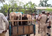 23 Cattle Seized in Anti-Smuggling Operation in Assam’s Bongaigaon 23 Cattle Seized in Anti-Smuggling Operation in Assam’s Bongaigaon