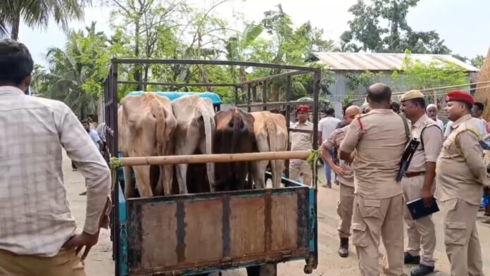 23 Cattle Seized in Anti-Smuggling Operation in Assam’s Bongaigaon
