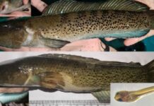 India Achieves First Captive Breeding of Rare Assamese Snakehead at Guwahati Centre India Achieves First Captive Breeding of Rare Assamese Snakehead at Guwahati Centre