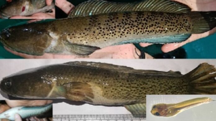 India Achieves First Captive Breeding of Rare Assamese Snakehead at Guwahati Centre