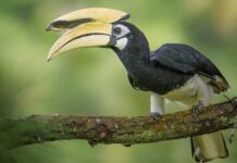 Rare Oriental Pied Hornbill Spotted in Arunachal’s Pasighat Rare Oriental Pied Hornbill Spotted in Arunachal’s Pasighat