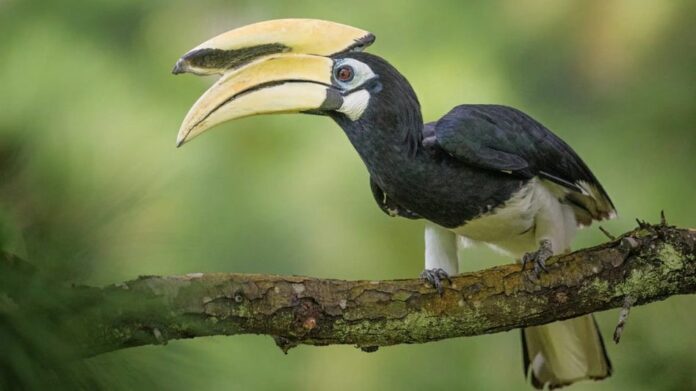 Rare Oriental Pied Hornbill Spotted in Arunachal’s Pasighat