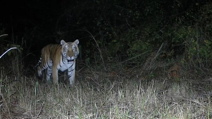 Royal Bengal Tiger Photographed in Arunachal Sanctuary After Nearly Two Decades