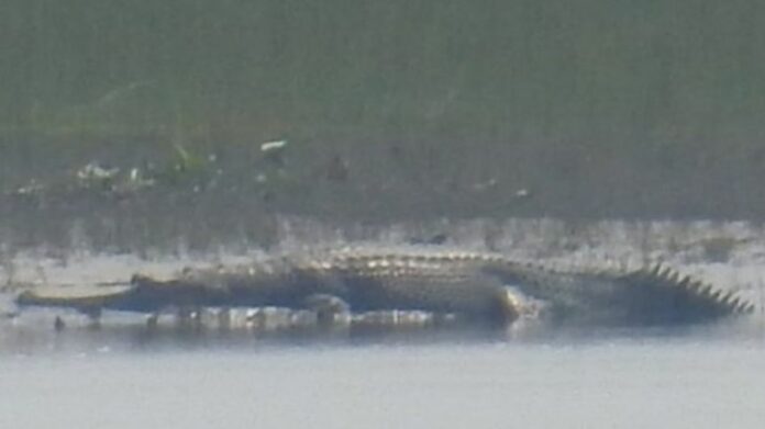 Rare Gharial Sighting Delights Tourists at Kaziranga National Park