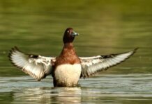 Ranoj Pegu Calls for Protection of Migratory Birds and Natural Habitats on World Migratory Bird Day Ranoj Pegu Calls for Protection of Migratory Birds and Natural Habitats on World Migratory Bird Day