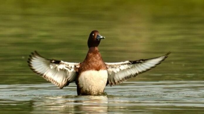 Ranoj Pegu Calls for Protection of Migratory Birds and Natural Habitats on World Migratory Bird Day