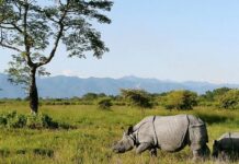 Manas National Park to Shut for Tourists From June 5 Ahead of Monsoon Season Manas National Park to Shut for Tourists From June 5 Ahead of Monsoon Season