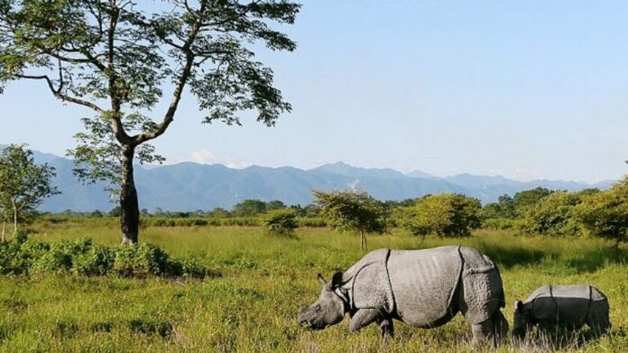 Manas National Park to Shut for Tourists From June 5 Ahead of Monsoon Season