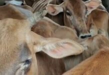 Assam Police Seize Vehicle Carrying Cattle in Sivasagar, Three Held in Alleged Smuggling Case Assam Police Seize Vehicle Carrying Cattle in Sivasagar, Three Held in Alleged Smuggling Case