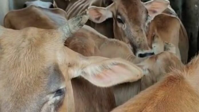 Assam Police Seize Vehicle Carrying Cattle in Sivasagar, Three Held in Alleged Smuggling Case