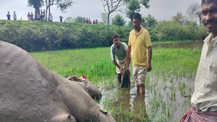 Wild Elephant Found Dead in Assam’s Kaliabor, Electrocution Suspected