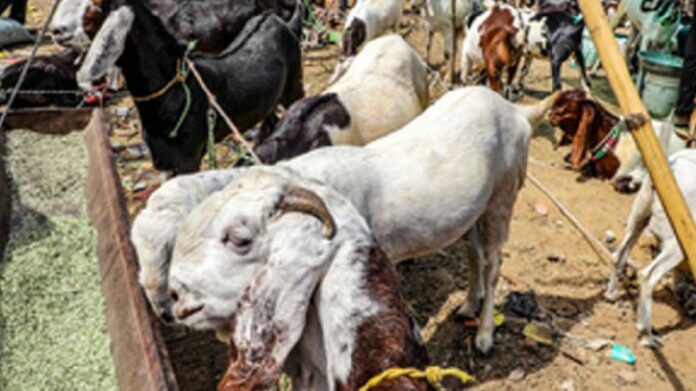 Cachar Community in Assam Decides Against Animal Sacrifice During Eid to Promote Communal Harmony
