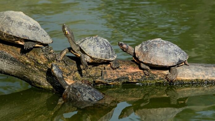 Assam CM Highlights Turtle Conservation Efforts on World Turtle Day