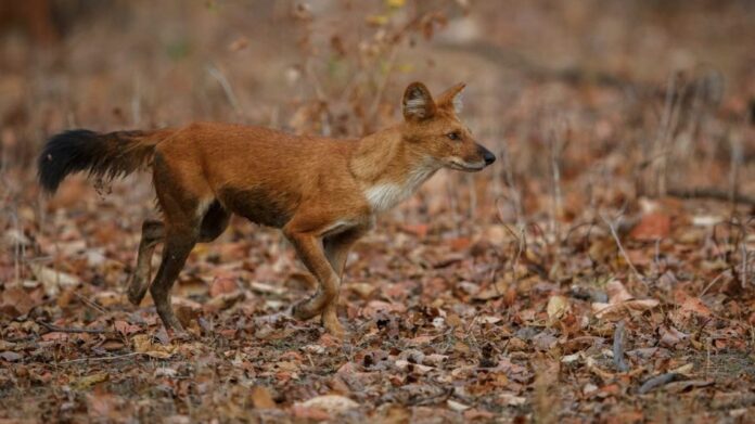 Dhole Returns to Kaziranga–Karbi Anglong Landscape, Says Himanta Biswa Sarma