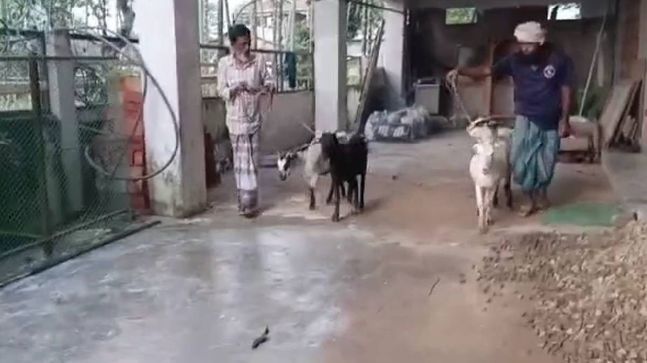 Muslim Community in Sribhumi Opts for Goat Sacrifice During Eid to Uphold Communal Harmony