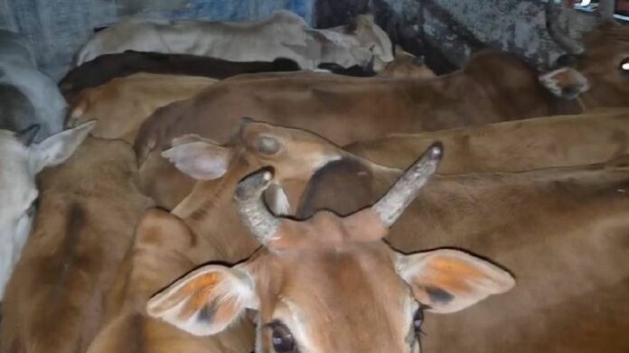 Kaliabor Police Seize Two Vehicles, Rescue 33 Cattle and Detain Four in Night Operation
