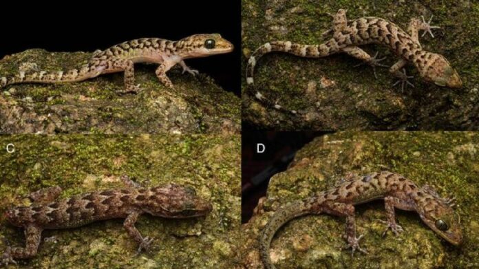 First Record of Rare Bent-Toed Gecko Species Documented in Assam’s Urpad Beel