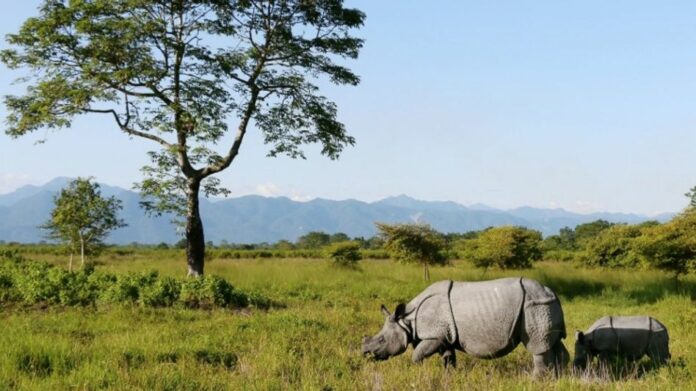 Wildlife Tourism Boosting Assam’s Economy, Says Himanta Biswa Sarma
