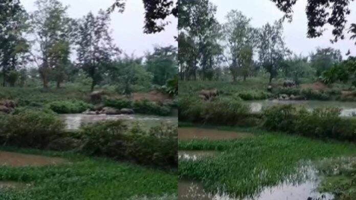 Wild Elephant Herd Triggers Panic, Damages Crops in Assam’s Boko Area