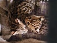 Two Leopard Cubs Rescued in Boko, Shifted to Guwahati State Zoo for Care Two Leopard Cubs Rescued in Boko, Shifted to Guwahati State Zoo for Care